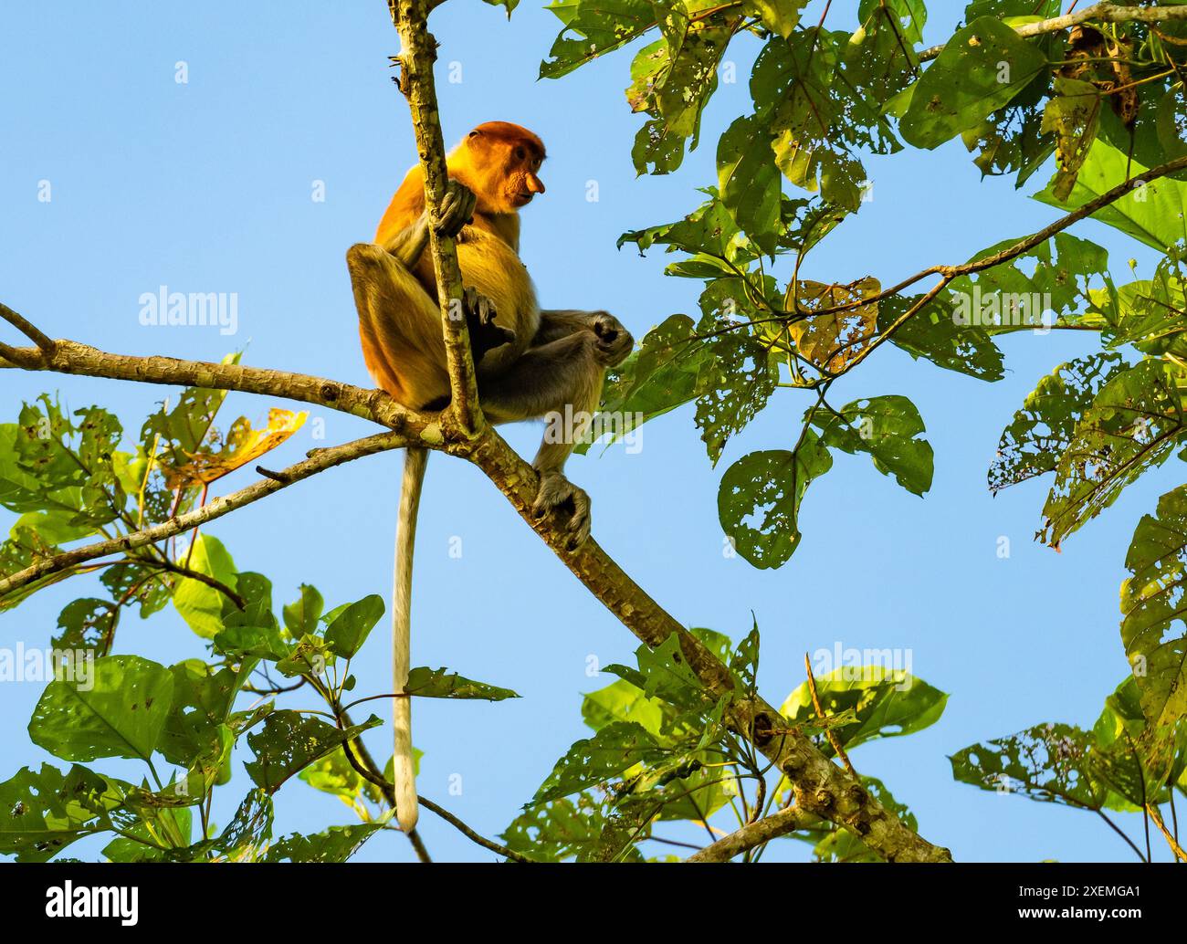 Ein Proboscis-Affe (Nasalis larvatus), der sich auf einem Baum ernährt. Sabah, Borneo, Malaysia. Stockfoto
