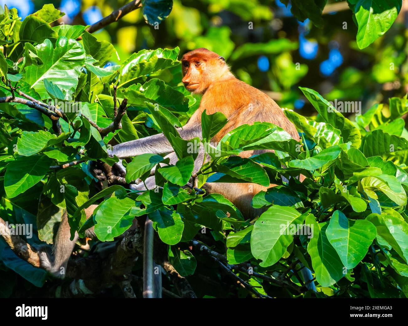 Ein Proboscis-Affe (Nasalis larvatus), der sich auf einem Baum ernährt. Sabah, Borneo, Malaysia. Stockfoto