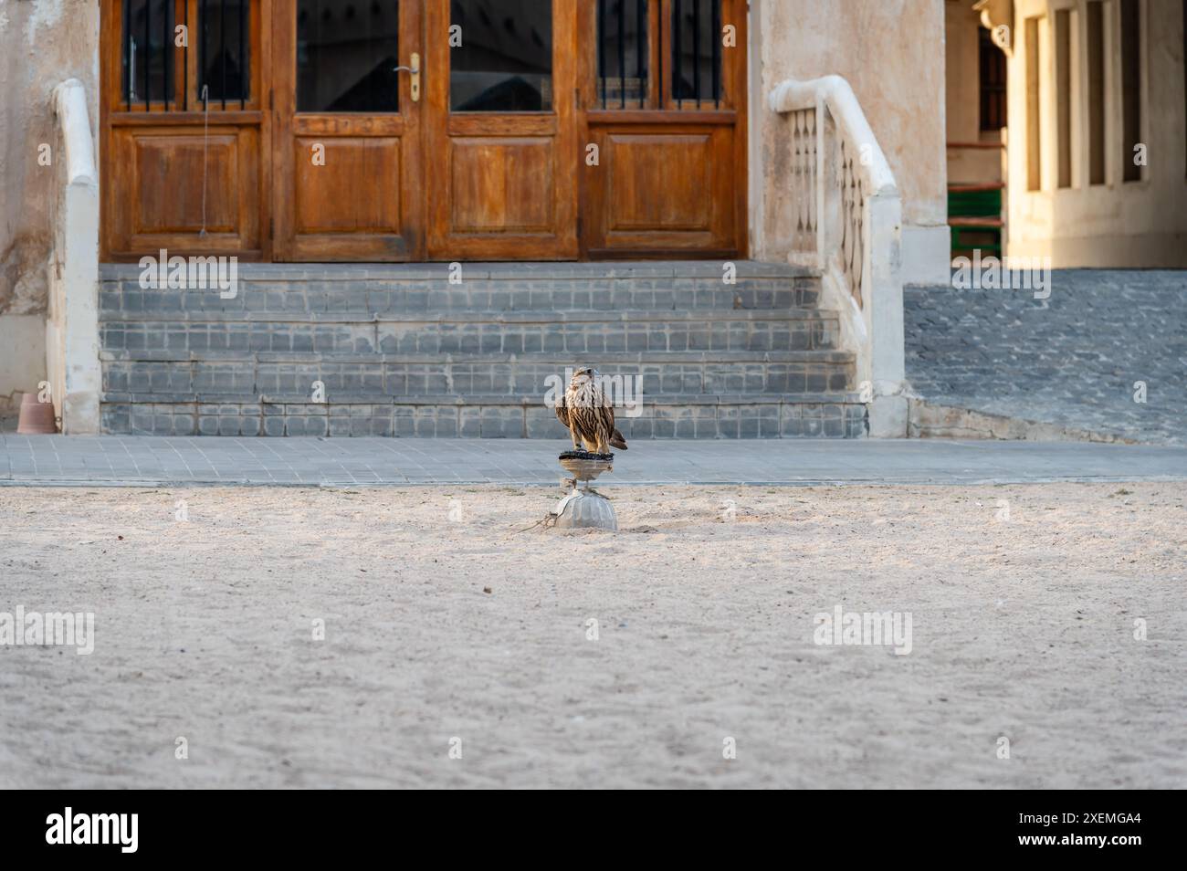 Ein Falke auf seinem Barsch in Souq Waqif, Doha, Katar Stockfoto
