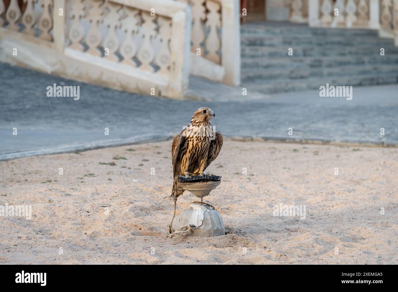 Ein Falke auf seinem Barsch in Souq Waqif, Doha, Katar Stockfoto