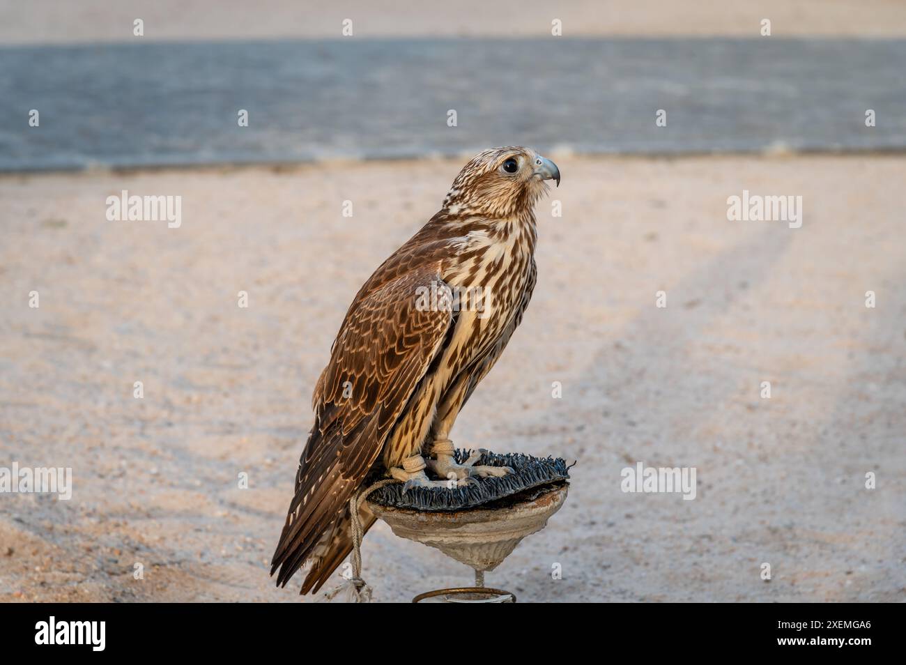 Ein Falke auf seinem Barsch in Souq Waqif, Doha, Katar Stockfoto