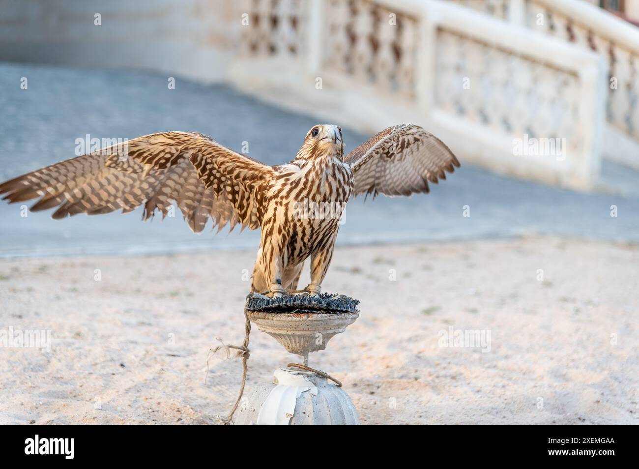Ein Falke auf seinem Barsch in Souq Waqif, Doha, Katar Stockfoto