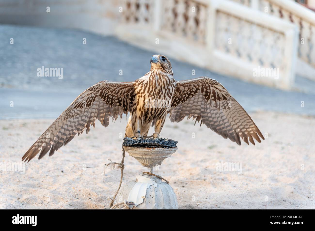 Ein Falke auf seinem Barsch in Souq Waqif, Doha, Katar Stockfoto