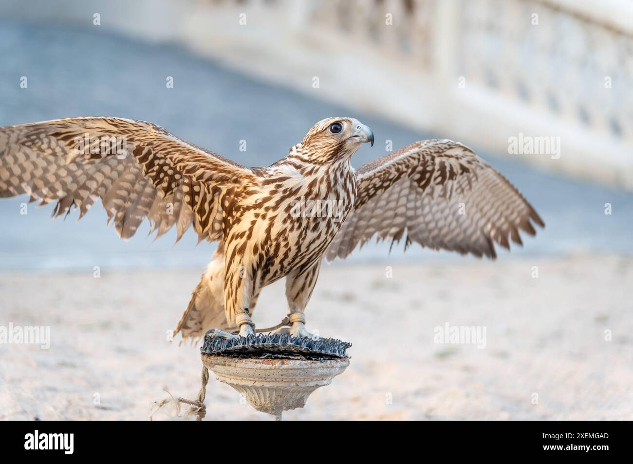 Ein Falke auf seinem Barsch in Souq Waqif, Doha, Katar Stockfoto