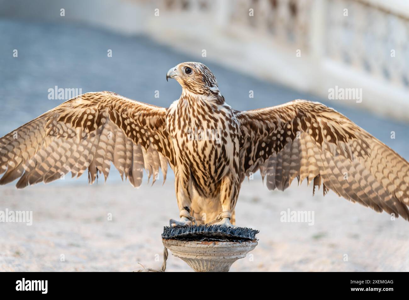 Ein Falke auf seinem Barsch in Souq Waqif, Doha, Katar Stockfoto