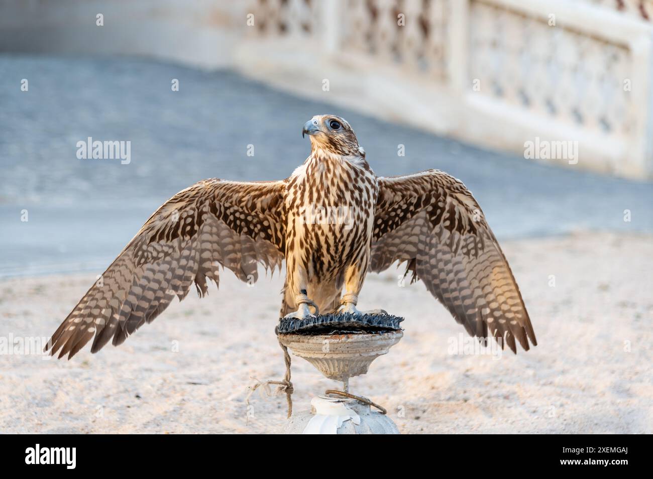 Ein Falke auf seinem Barsch in Souq Waqif, Doha, Katar Stockfoto