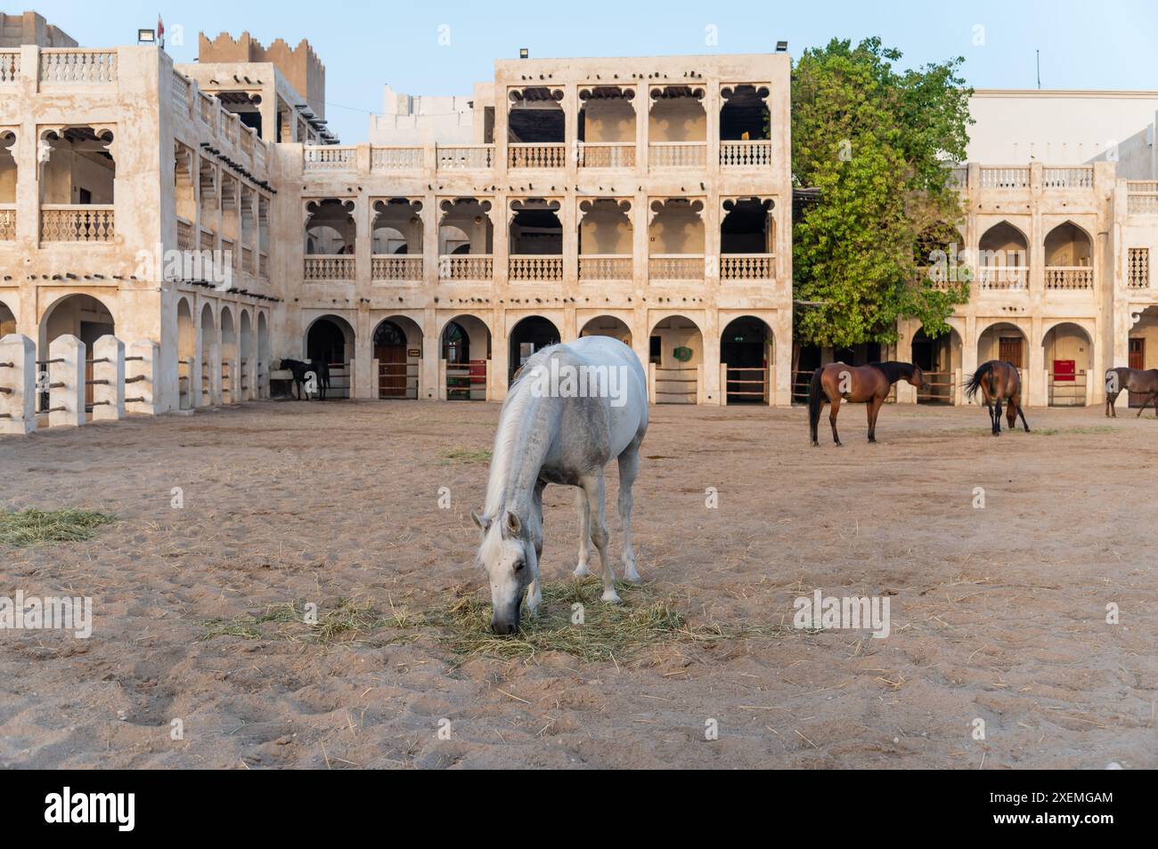 Arabische Pferde in Doha, Katar Stockfoto