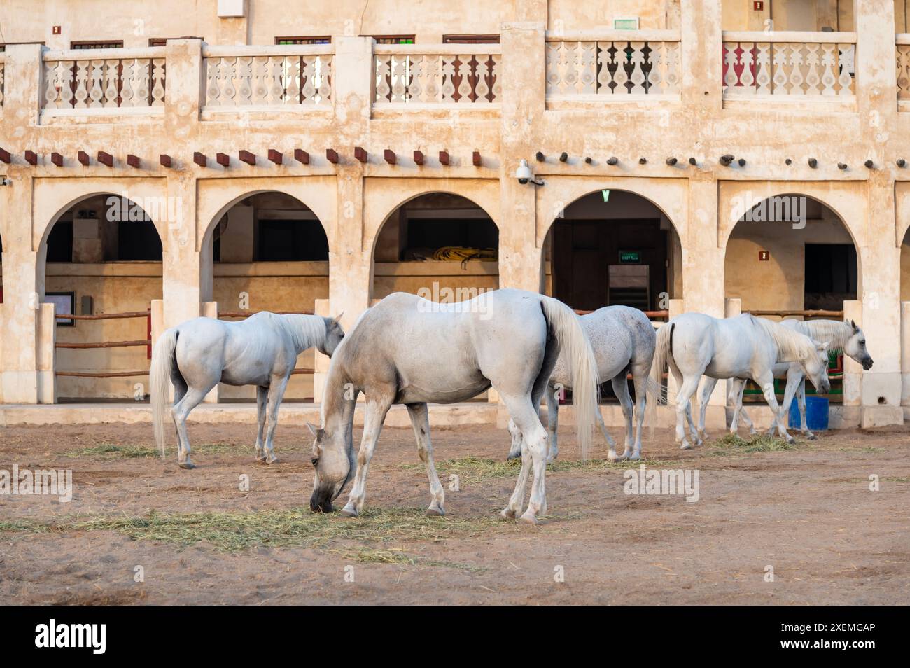 Arabische Pferde in Doha, Katar Stockfoto
