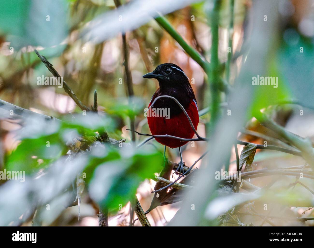 Eine Schwarzgekrönte Pitta (Erythropitta ussheri) im tiefen Wald. Borneo, Malaysia. Stockfoto