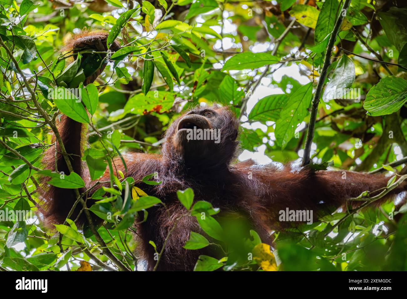 Ein wilder adulter Bornean-Orang-Utan (Pongo pygmaeus), der im Wald auf Nahrungssuche ist. Sabah, Borneo, Malaysia. Stockfoto