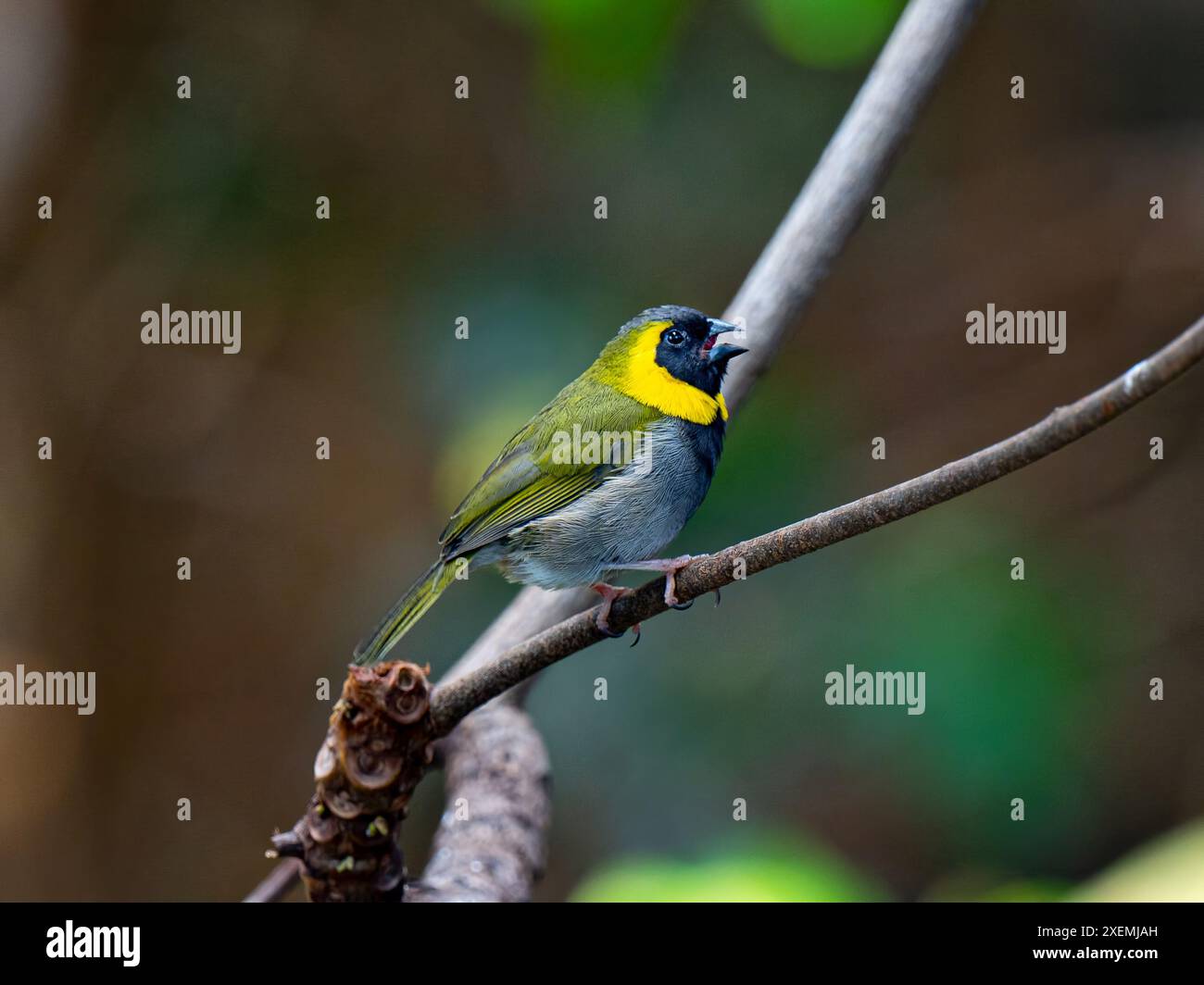 Kubanischer Grasquit (Tiaris canorus) Stockfoto