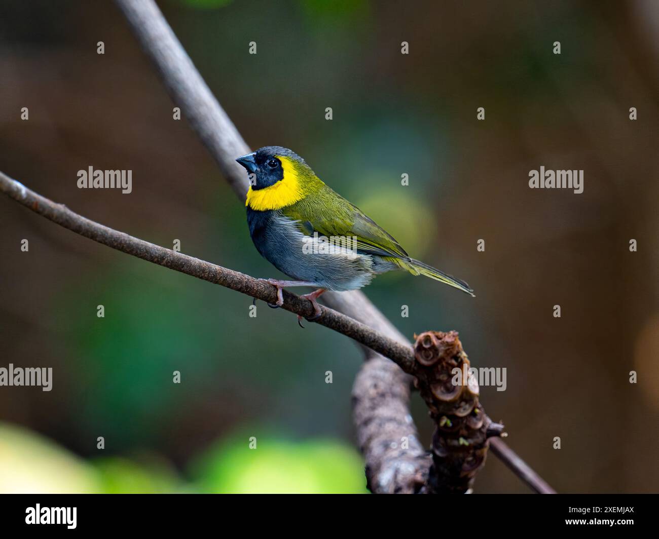 Kubanischer Grasquit (Tiaris canorus) Stockfoto