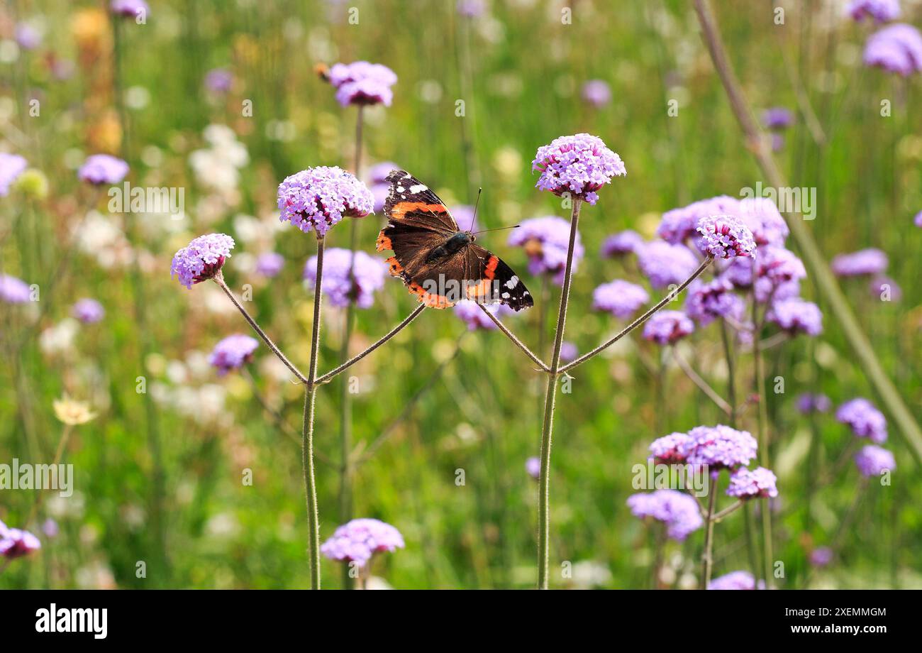 Vanessa cardui – gemalte Butterfly-Dame auf einem hohen Stiel aus Verbena bonariensis vor einem unscharfen natürlichen Gartenhintergrund Stockfoto