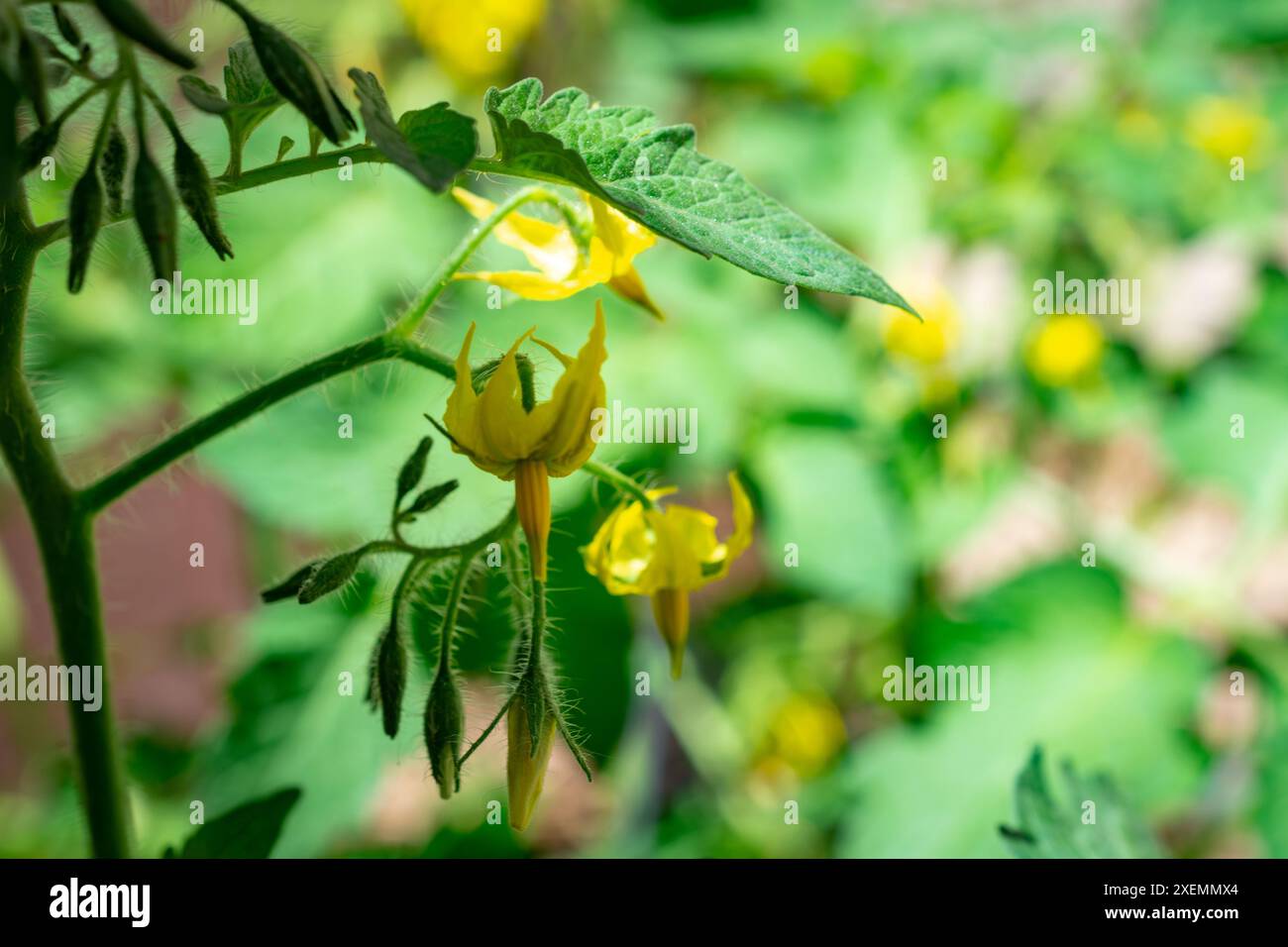 Eine Nahaufnahme einer Tomatenblume im Garten. Stockfoto