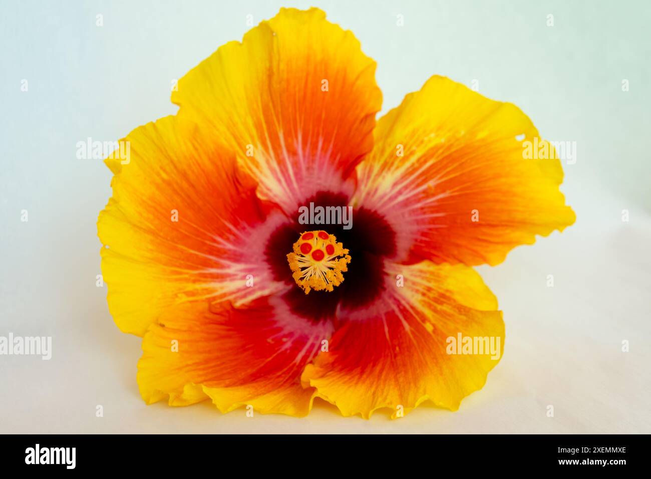 Ein farbenfroher Hibiskus auf weißem Hintergrund. Stockfoto