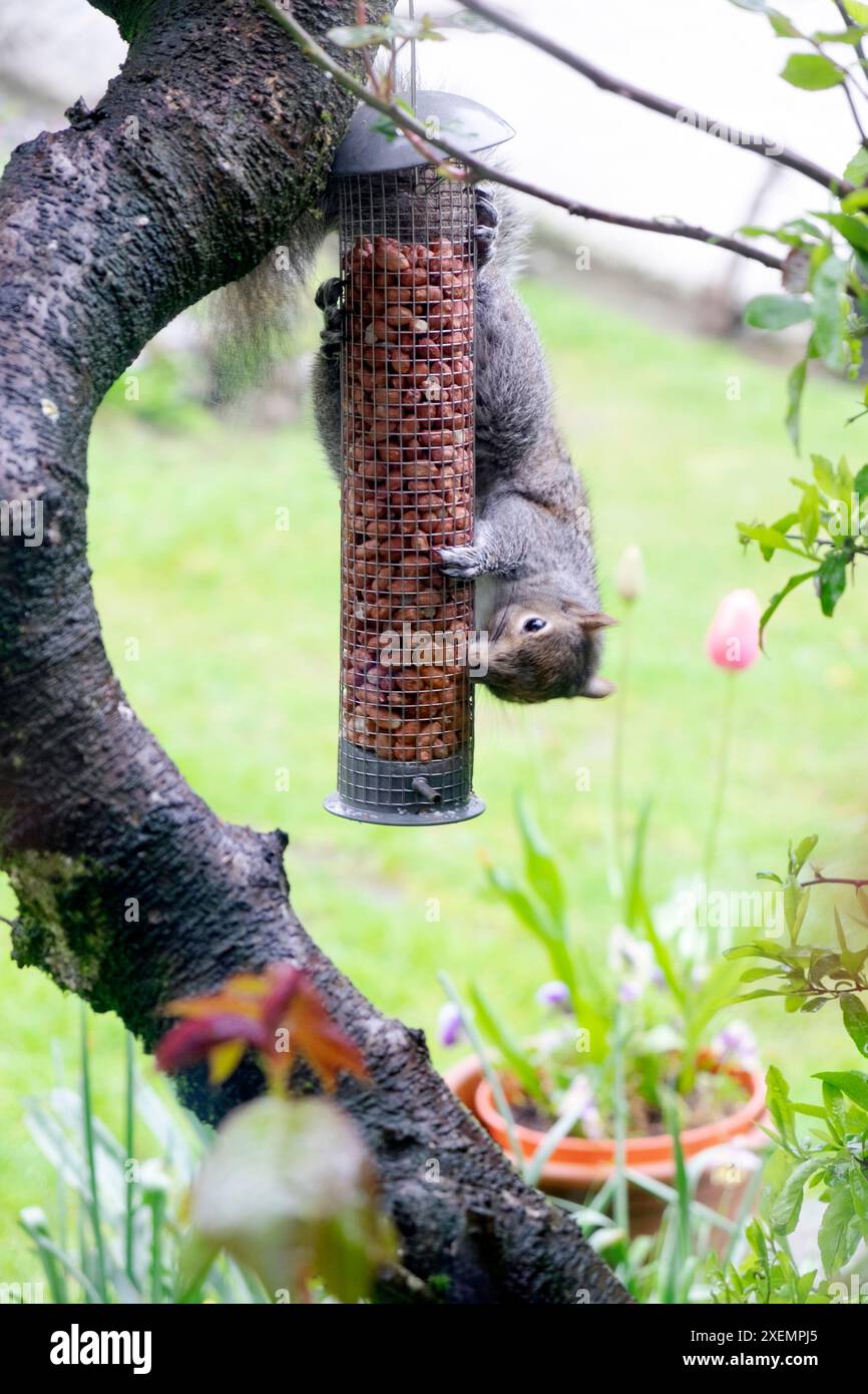 Eichhörnchen hängt kopfüber und isst Lebensmittel Erdnüsse in Vogelfuttermitteln hängen an Baum im Garten Carmarthenshire Wales UK KATHY DEWITT Stockfoto