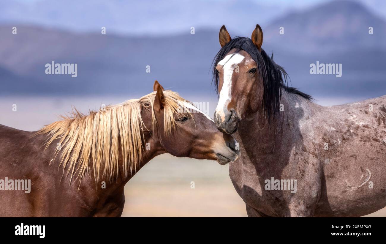 Die Wildpferdeherde des Onaqui Mountain hat eine leichte bis mittelschwere Struktur und ist in Farben wie Sauerampfer, roan, Buchleder, Schwarz, Palomino, und grau. Stockfoto