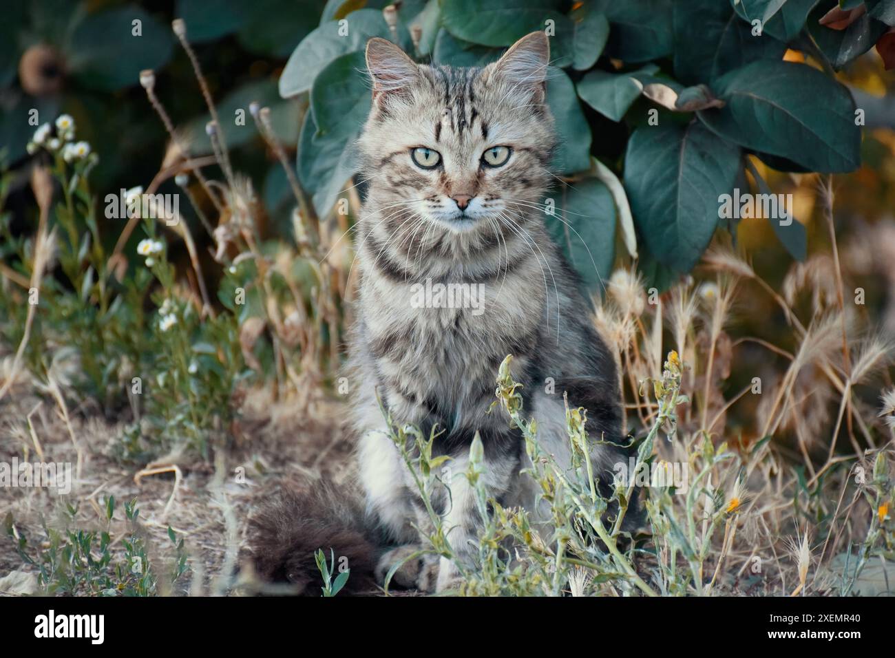 Gut gefütterte, fette Katze, die neben der Tür des Supermarkts sitzt. Stockfoto
