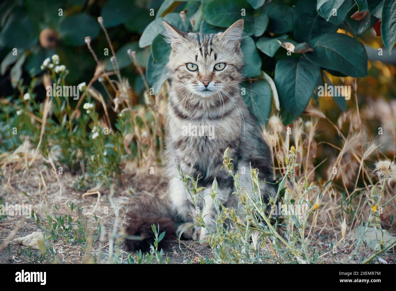 Gut gefütterte, fette Katze, die neben der Tür des Supermarkts sitzt. Stockfoto