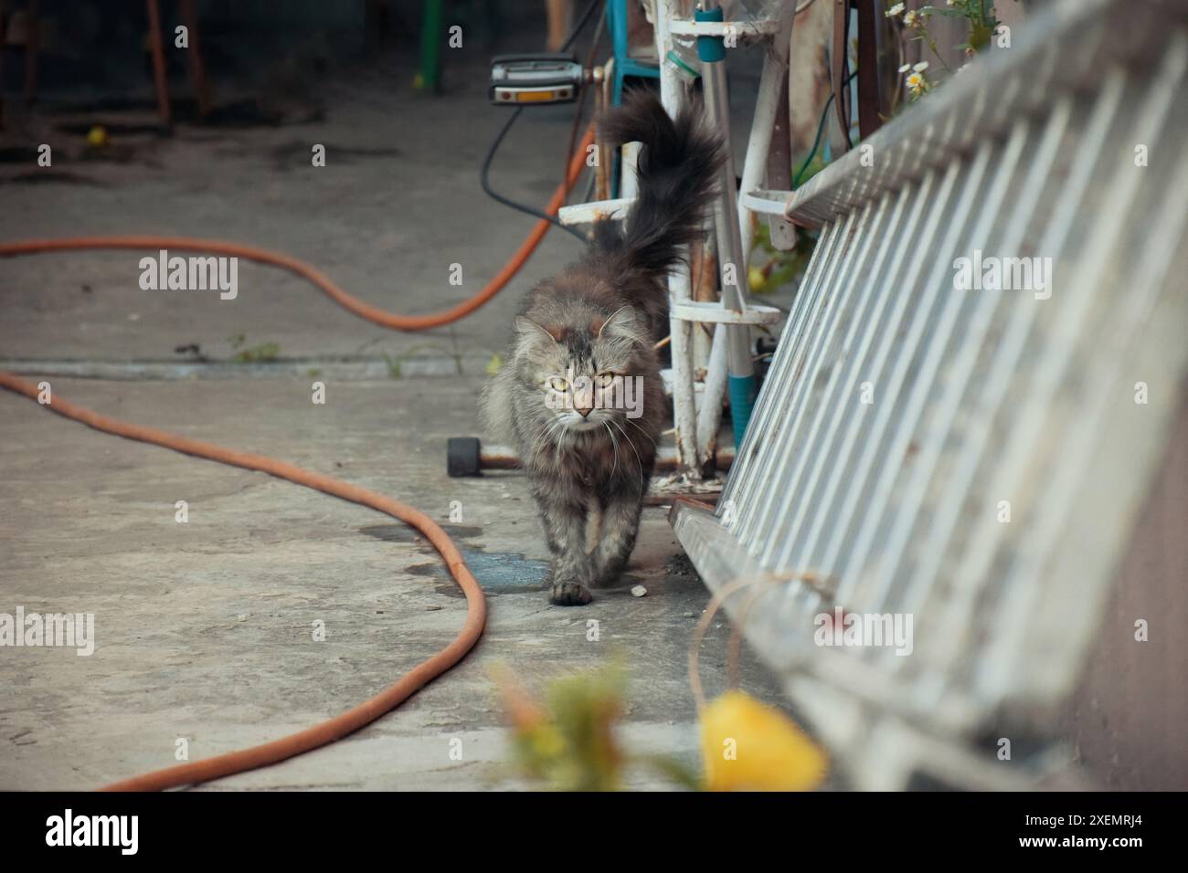 Gut gefütterte, fette Katze, die neben der Tür des Supermarkts sitzt. Stockfoto