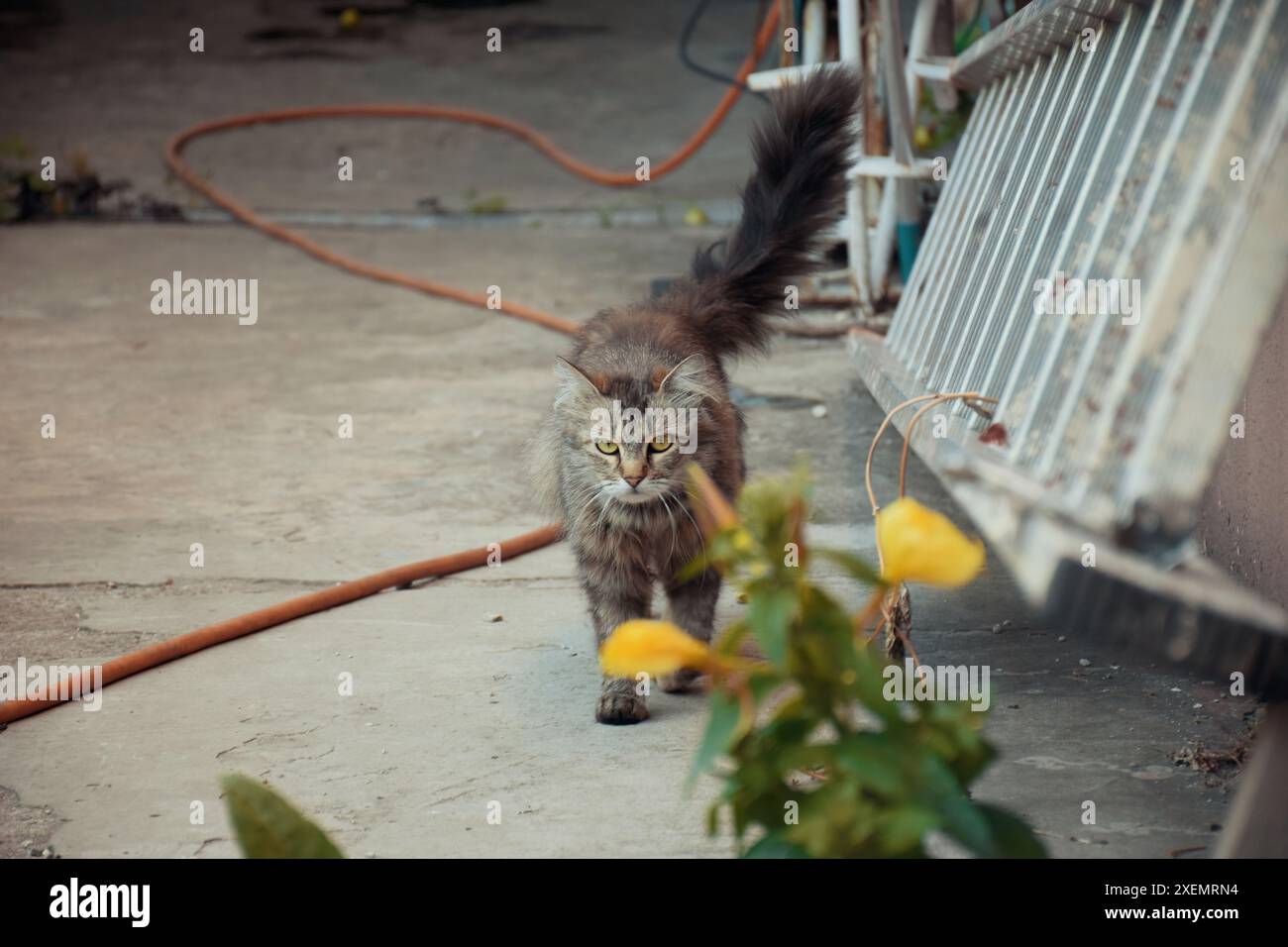 Gut gefütterte, fette Katze, die neben der Tür des Supermarkts sitzt. Stockfoto