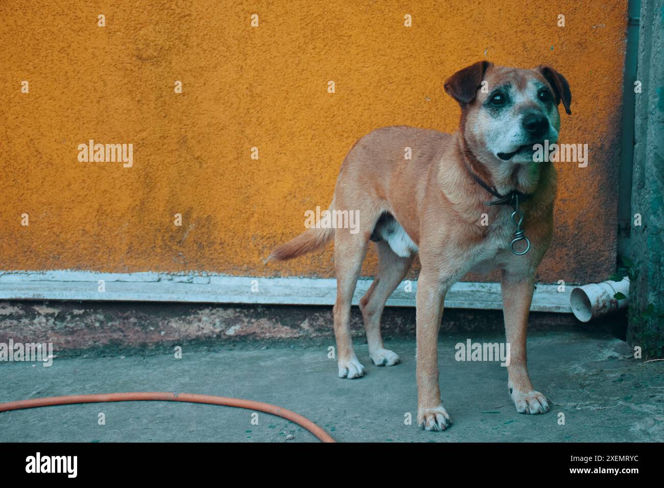 Niedliche welsh springer Spaniel Hunderasse am Abend. Stockfoto