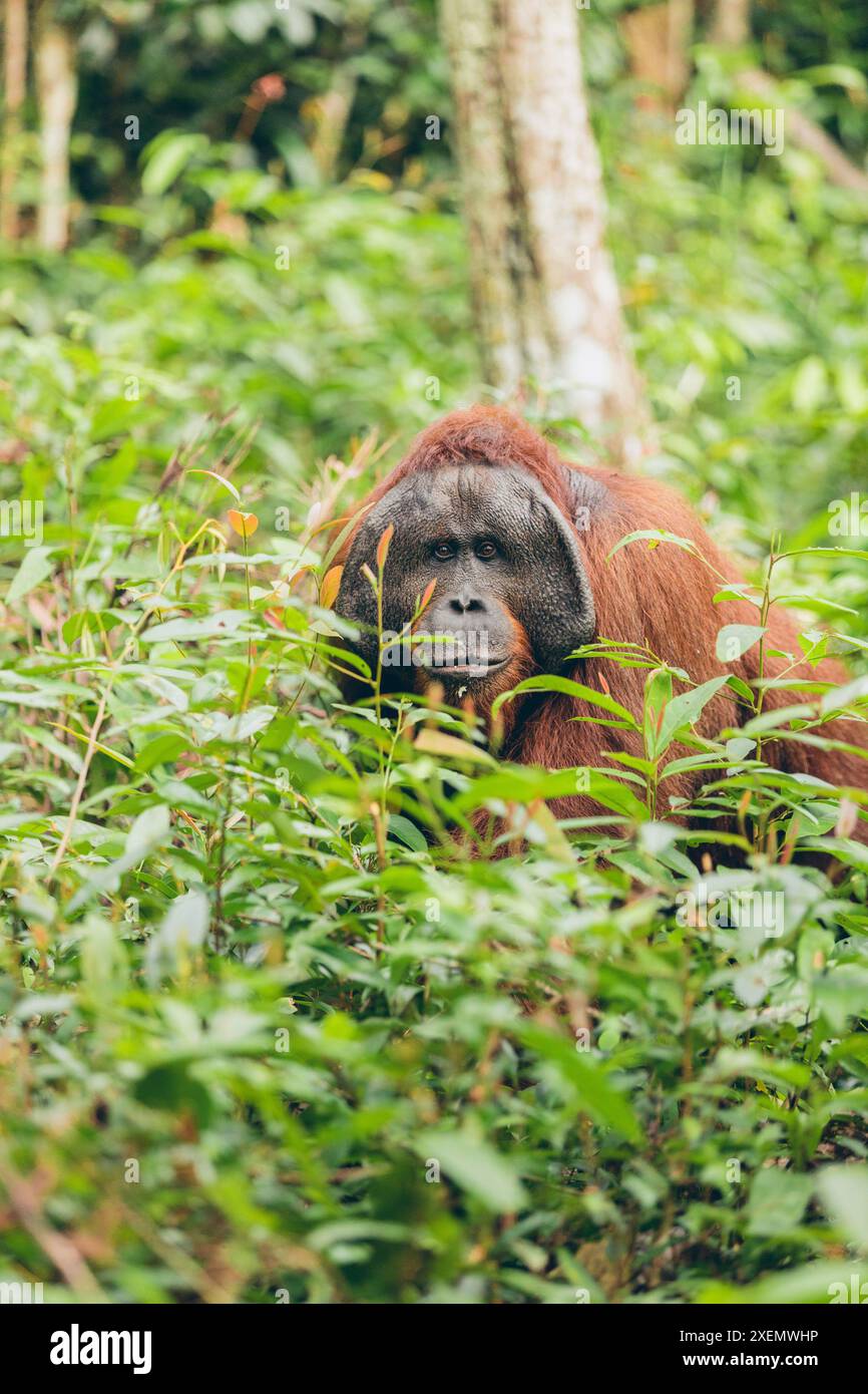 Affe, der hinter dem Laub im Wald des Mount Halimun Salak Nationalparks in Indonesien, West-Java, Indonesien, blickt Stockfoto