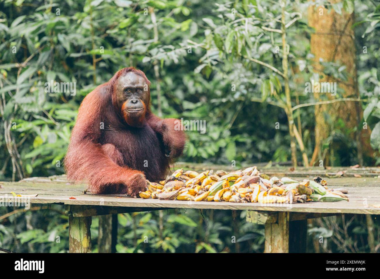 Affen, der auf einer hölzernen Plattform hockt und in einem Wald im Mount Halimun Salak Nationalpark in Indonesien, West-Java, Indonesien, isst Stockfoto