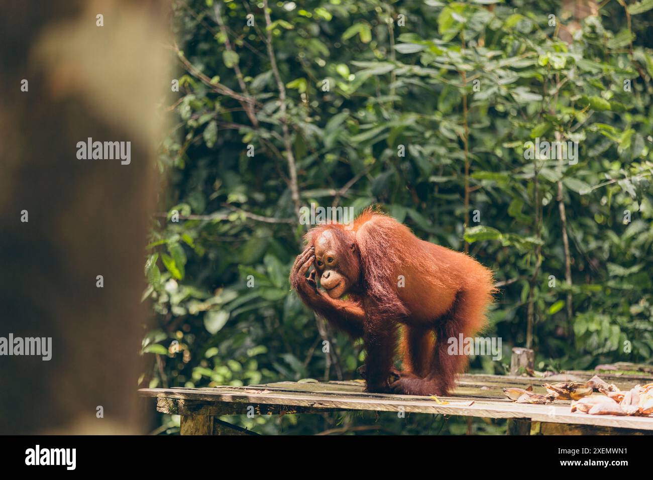 Affe steht auf einer Holzplattform im Regenwald mit einem besinnlichen Ausdruck im Mount Halimun Salak Nationalpark in Indonesien Stockfoto