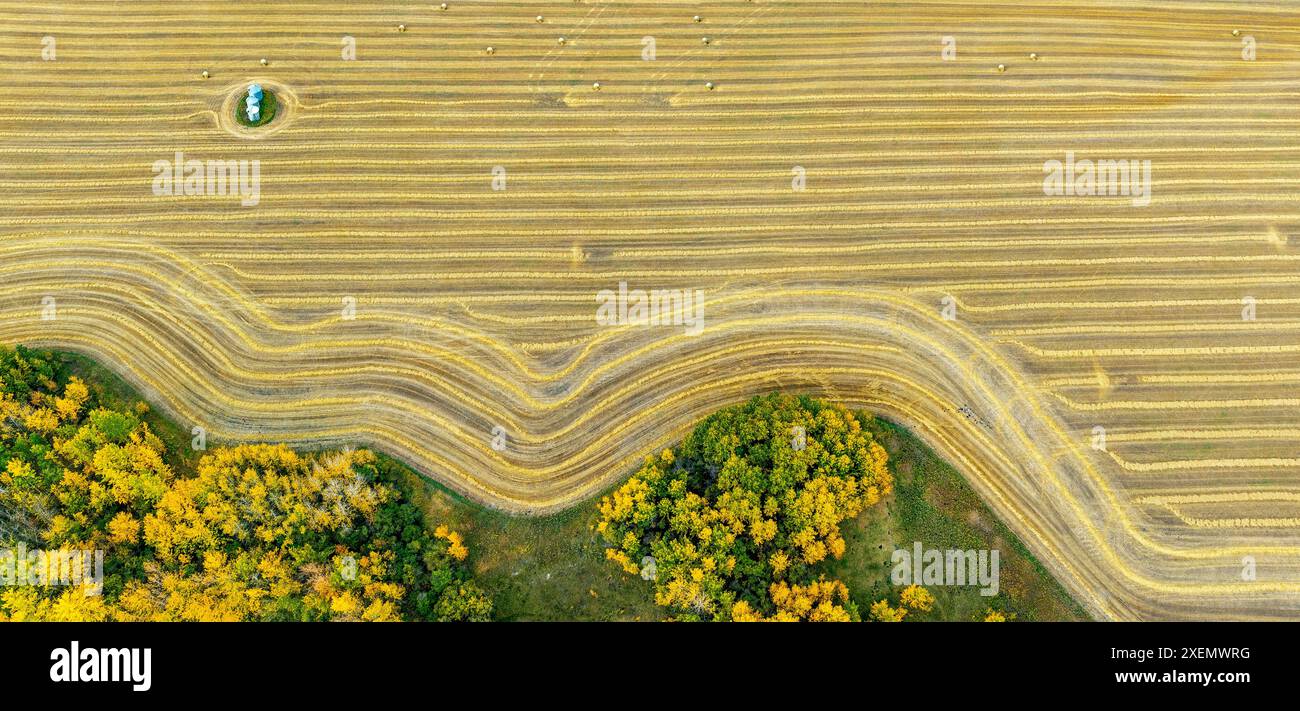 Aus der Vogelperspektive ein gemähtes goldenes Getreidefeld mit farbenfrohen Herbstbäumen rund um das Feld, südlich von Calgary, Alberta, Kanada Stockfoto