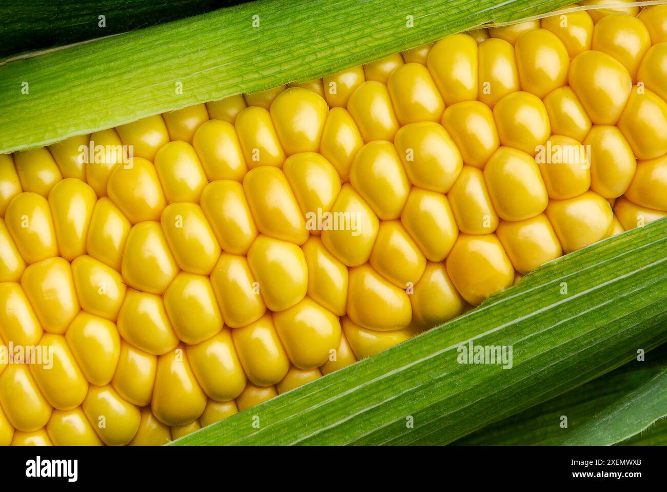 Nahaufnahme eines offenen Maiskolbens mit goldgelben Kernen; Calgary, Alberta, Kanada Stockfoto