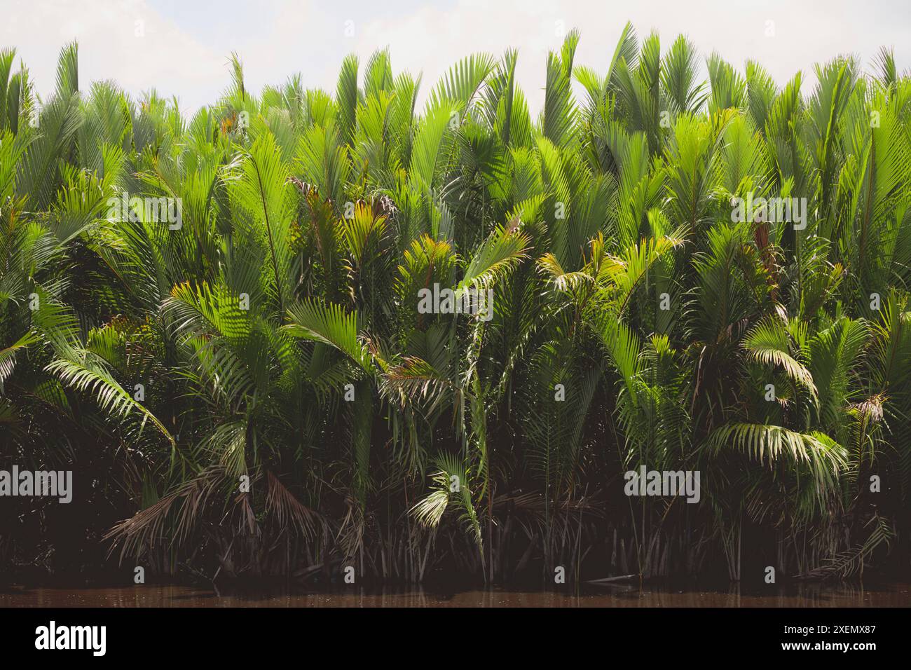 Üppige Vegetation im Tanjung Puting Nationalpark; Central Kalimantan, West Kotawaringin Regency, Indonesien Stockfoto