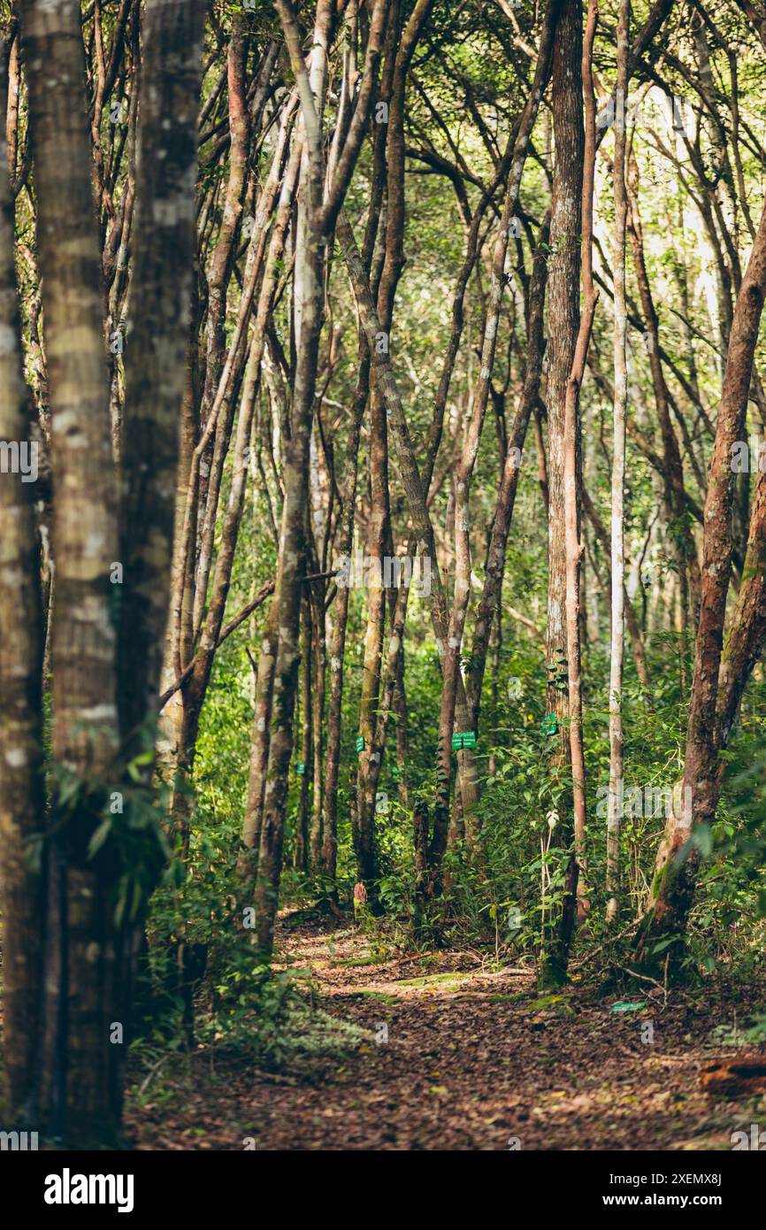 Wanderweg im Tanjung Puting Nationalpark; Central Kalimantan, West Kotawaringin Regency, Indonesien Stockfoto