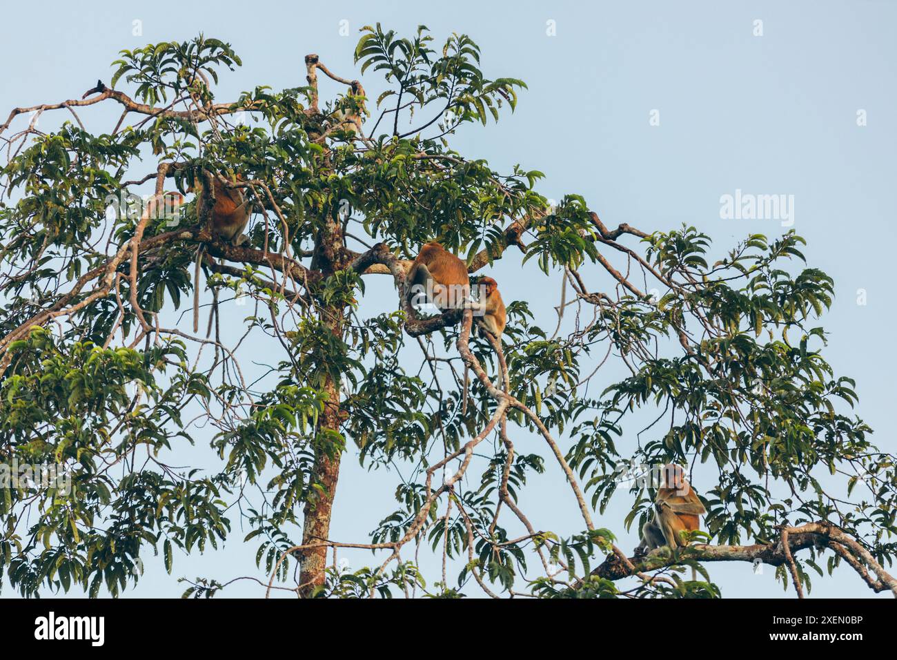 Gruppe von Affen, die auf einem Baum vor blauem Himmel sitzen; Tanjung Puting Nationalpark, Central Kalimantan, West Kotawaringin Regency, Indonesien Stockfoto