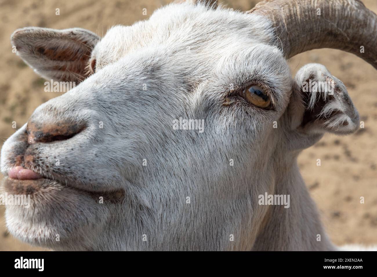Nahaufnahme einer gewöhnlichen Bauernziege mit weißem Kopf, Hörner aus einem Streichelzoo. Stockfoto
