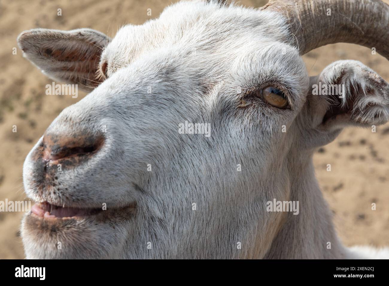Nahaufnahme einer gewöhnlichen Bauernziege mit weißem Kopf, Hörner aus einem Streichelzoo. Stockfoto