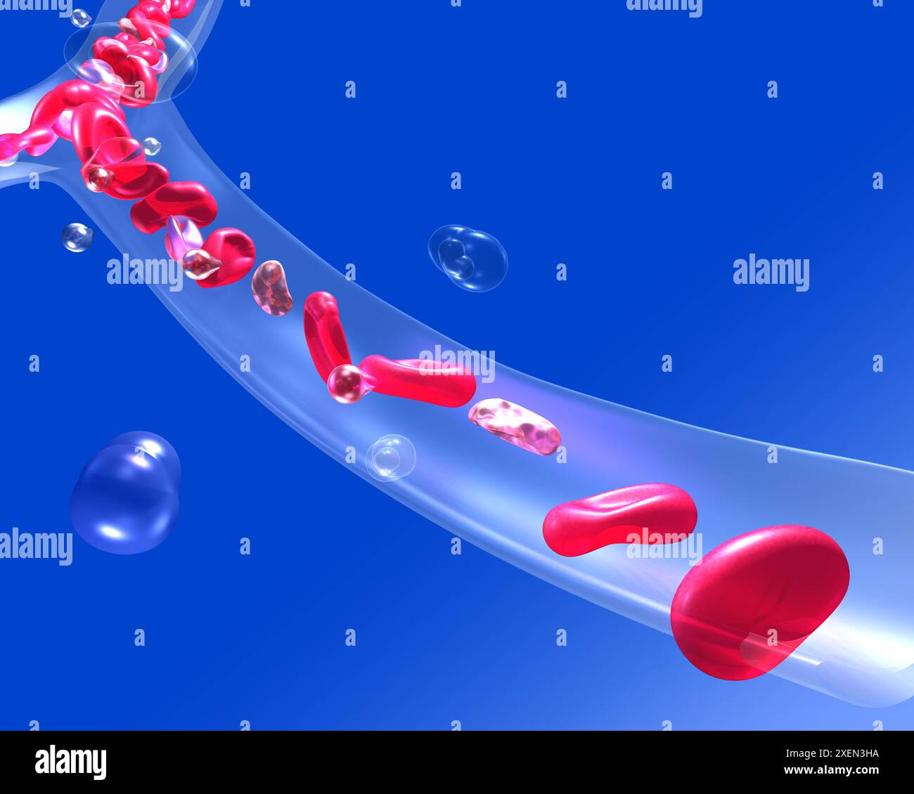 Anatomische 3D-Darstellung einer Arterie oder Vene mit der Bewegung der roten Blutkörperchen und Thrombozyten. Schnelle Durchblutung. Transparentes Glas. Stockfoto