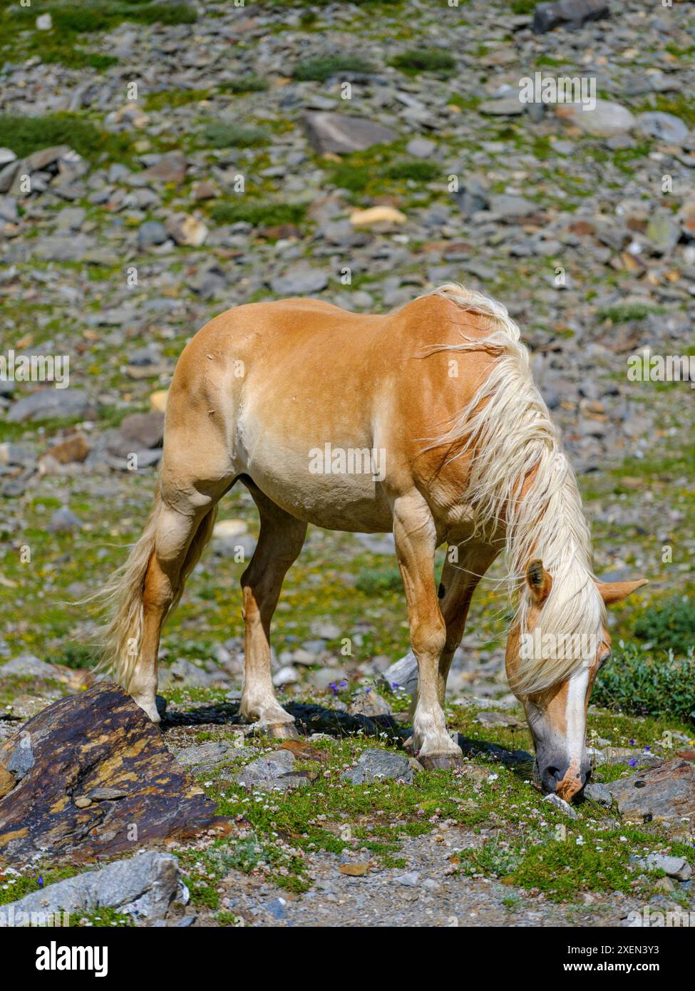 Haflinger Pferd auf seiner Alm (Shieling) in den Otztaler Alpen (Obergurgl, Rotmoostal). Österreich, Tirol Stockfoto