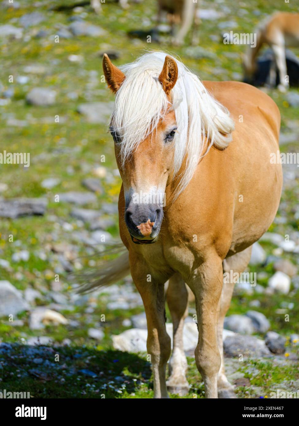 Haflinger Pferd auf seiner Alm (Shieling) in den Otztaler Alpen (Obergurgl, Rotmoostal). Österreich, Tirol Stockfoto