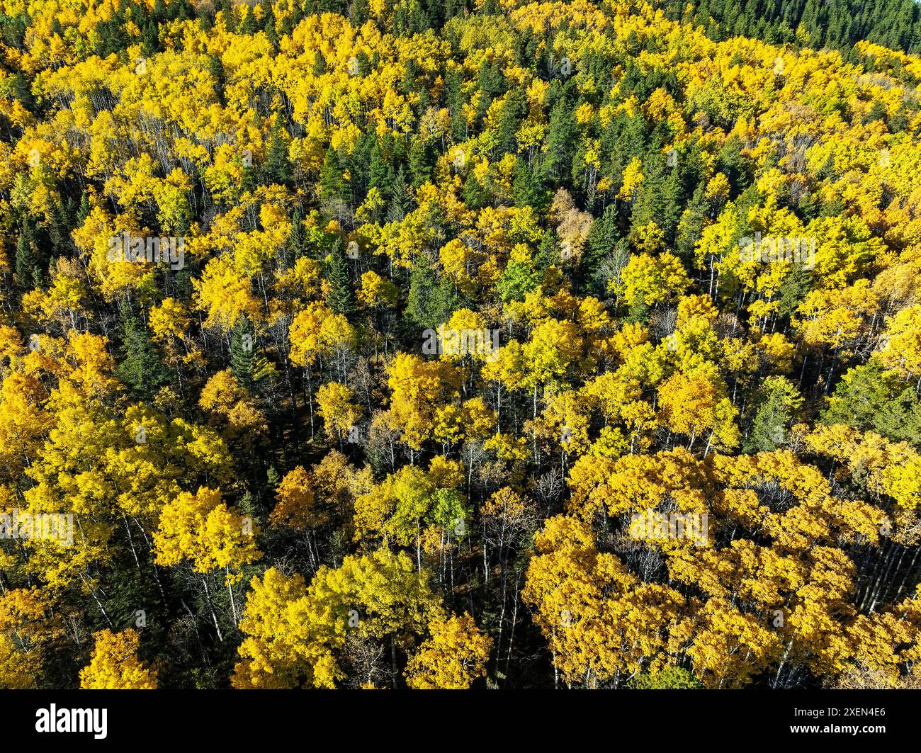 Aus der Vogelperspektive sehen Sie goldene Bäume im Fall auf einem Hügel, südwestlich von Calgary, Alberta, Kanada Stockfoto