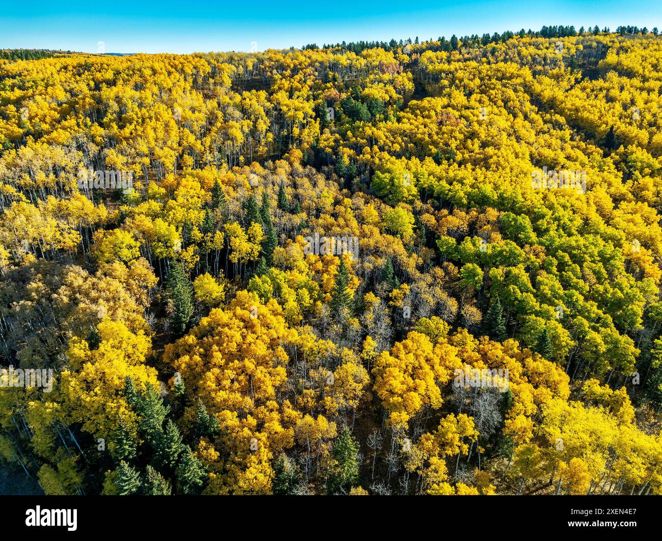 Über der Vogelperspektive goldene Bäume mit Ansammlungen von Evergreens auf einem Hügel unter blauem Himmel im Herbst Stockfoto