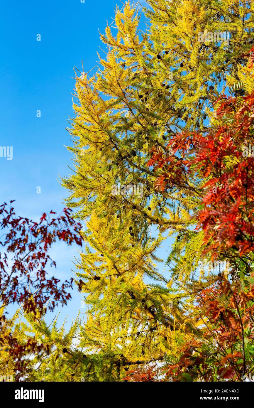Nahaufnahme von Herbstlaub mit goldenen Lärchennadeln (Larix) und roten Eschenblättern (Sorbus) vor einem hellblauen Himmel Stockfoto