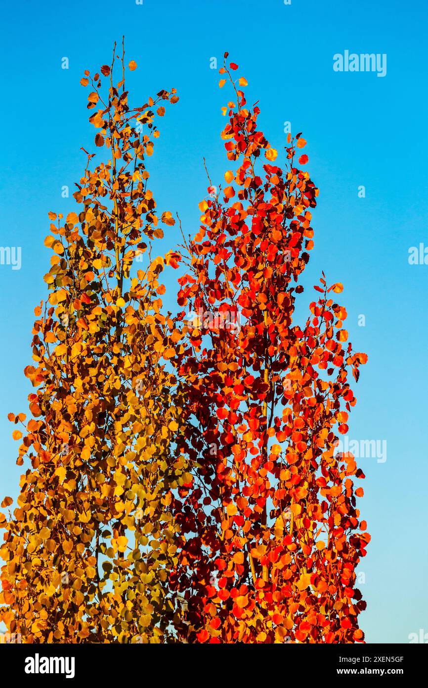 Nahaufnahme von roten und bernsteinfarbenen Blättern auf zwei Bäumen im Herbst mit blauem Himmel; Calgary, Alberta, Kanada Stockfoto
