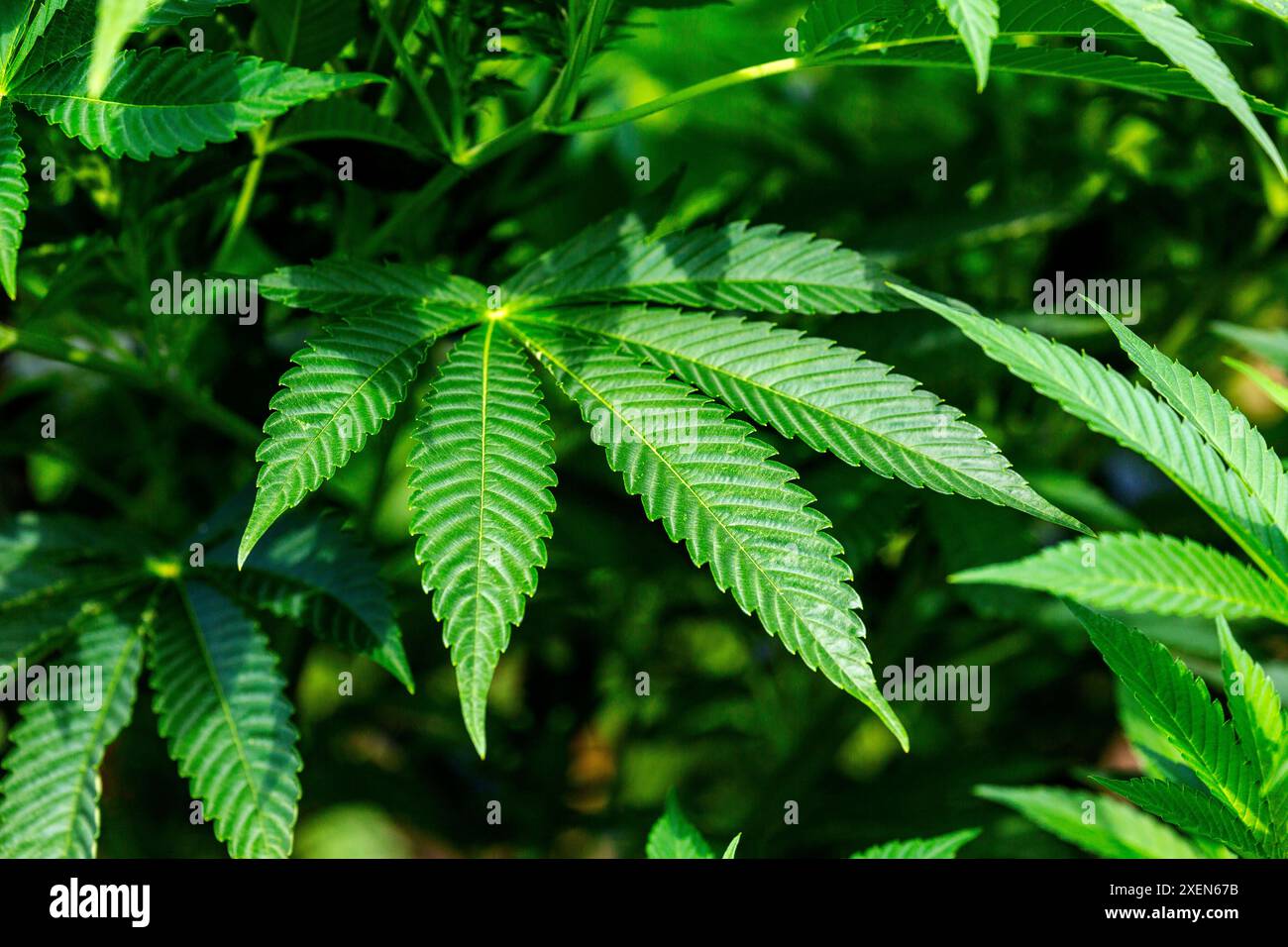 Nahaufnahme einer Cannabis-(Marihuana-)Pflanze, die in einem Garten wächst; Port Colborne, Ontario, Kanada Stockfoto