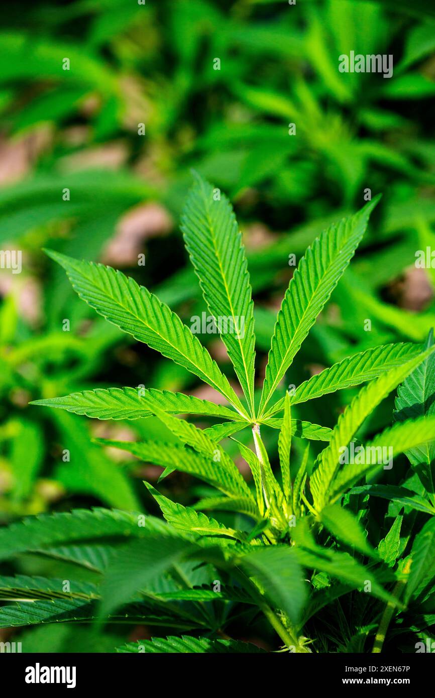 Nahaufnahme einer Cannabis-(Marihuana-)Pflanze, die in einem Garten wächst; Port Colborne, Ontario, Kanada Stockfoto