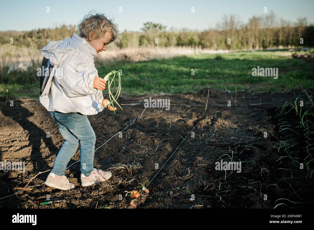 Ein junges Mädchen in weißer Jacke und blauer Jeans erntet an einem sonnigen Tag grüne Zwiebeln aus einem Gartenbett. Stockfoto