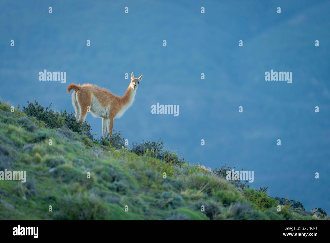 Guanaco (Lama guanicoe) steht auf dem Grasrücken und beobachtet die Kamera im Torres del Paine Nationalpark, Chile Stockfoto