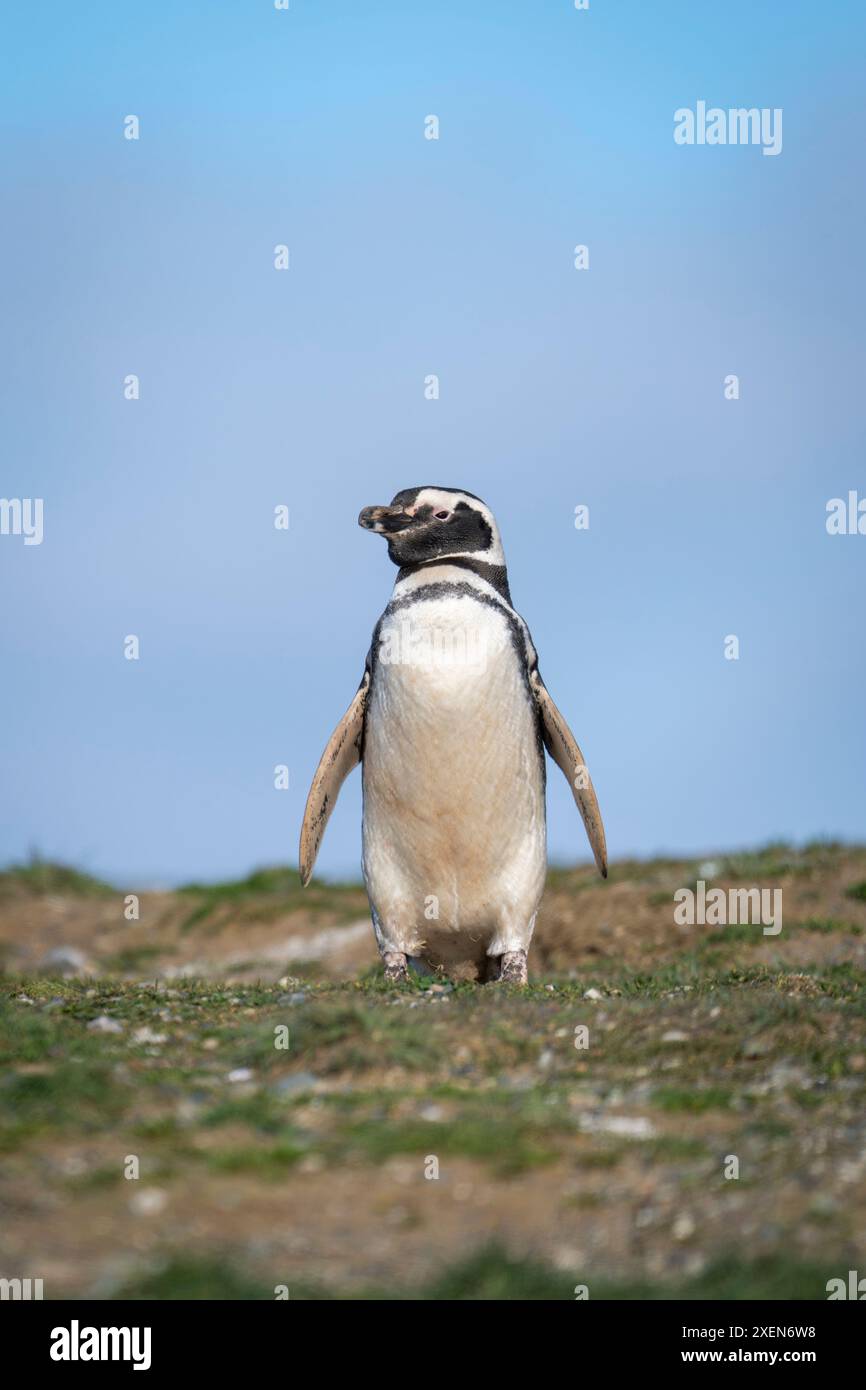 Magellan-Pinguin (Spheniscus magellanicus) am Hang unter blauem Himmel; Magdalena Island, Magallanes Region, Chile Stockfoto