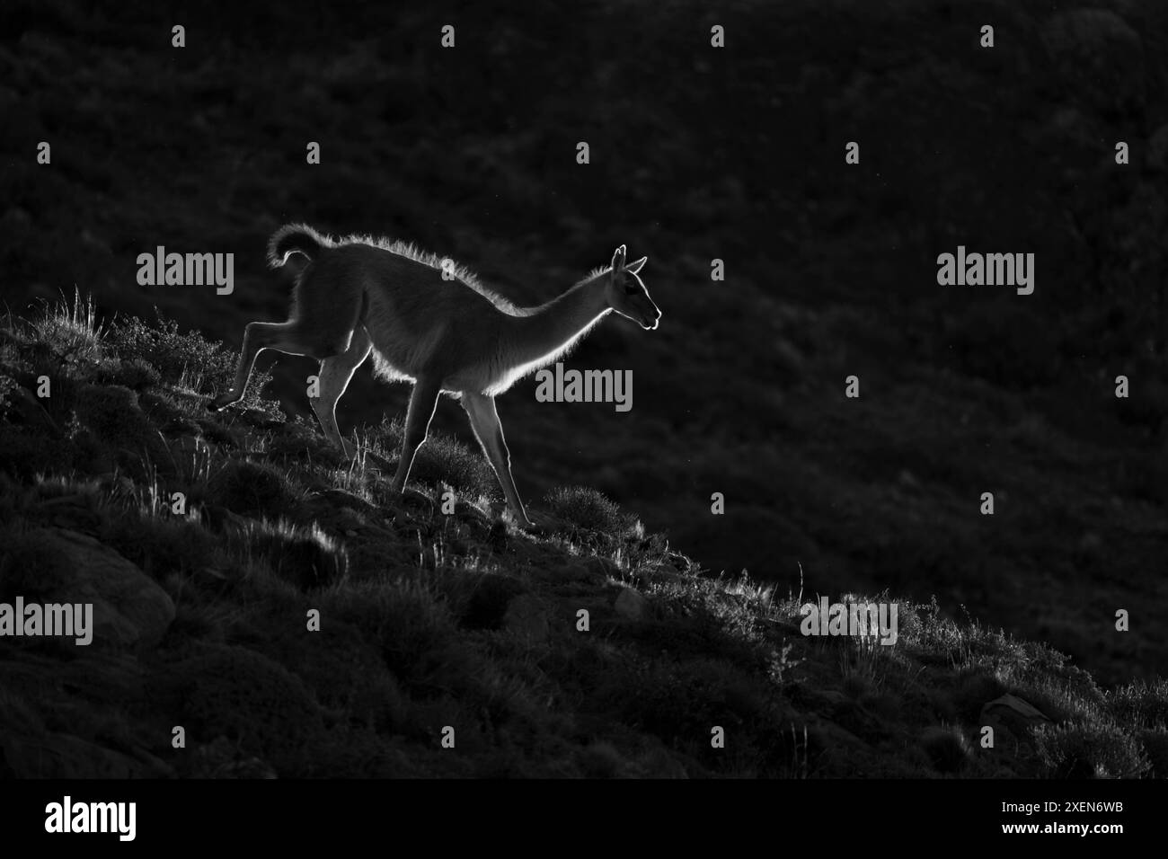 Monochrom von Guanaco (Lama Guanicoe), der bei Sonnenuntergang entlang des Berges im Torres del Paine Nationalpark, Chile, spaziert Stockfoto