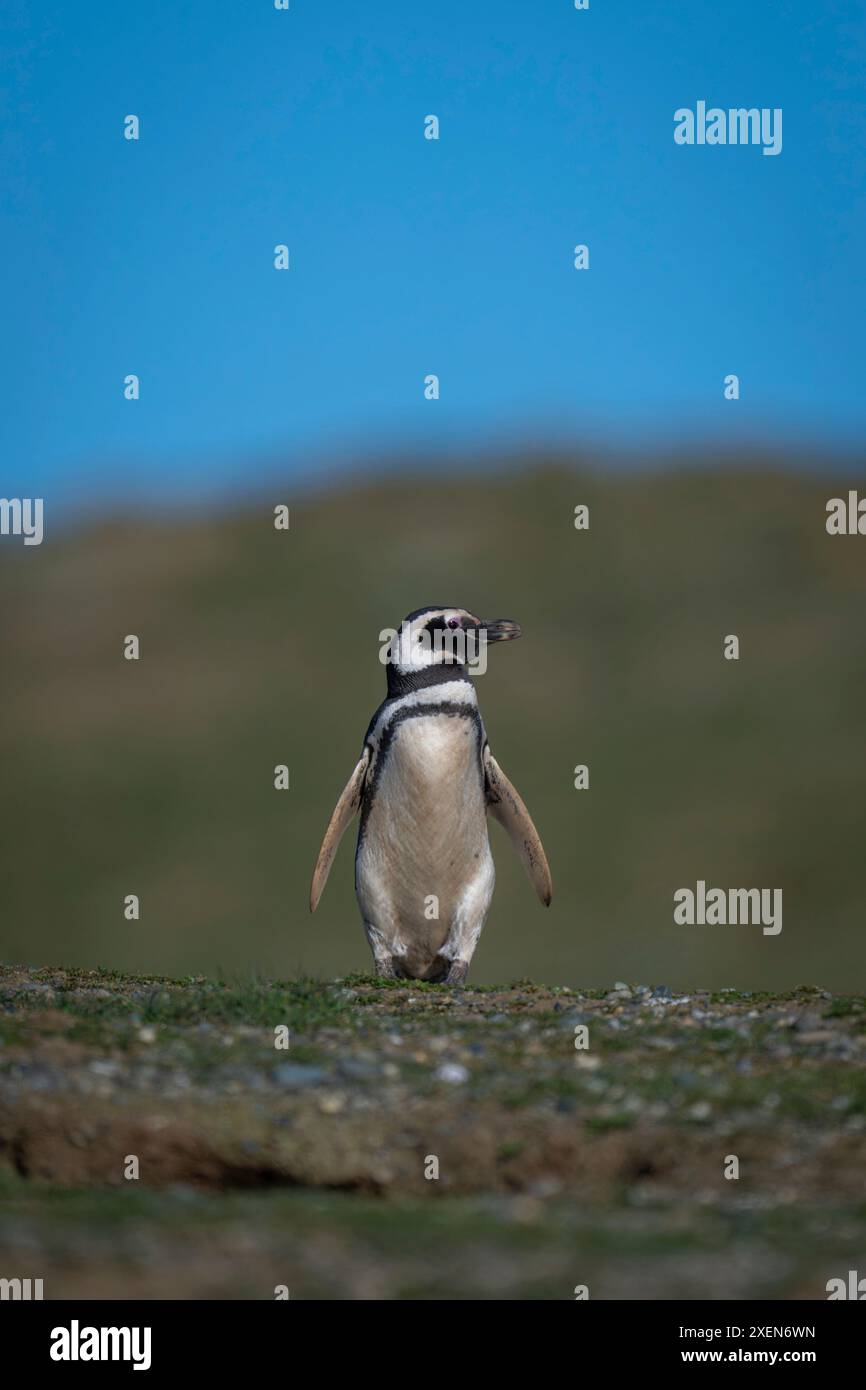 Der Magellanpinguin (Spheniscus magellanicus) dreht seinen Kopf auf dem Grashang; Magdalena Island, Magallanes Region, Chile Stockfoto